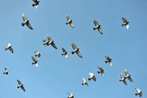 duiven-vliegend-20120324-15